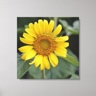 Pretty Sunny Yellow Sunflower 24" x 24" Canvas Print