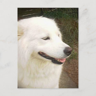 Pretty Sweet White Samoyed Dog Postcard