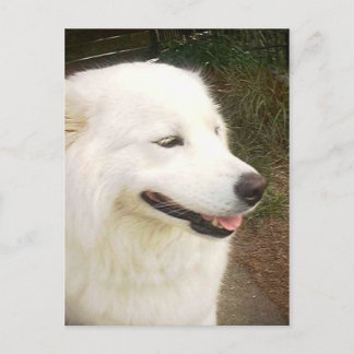 Pretty Sweet White Samoyed Dog Postcard