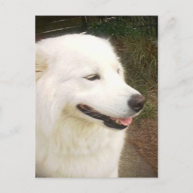 Pretty Sweet White Samoyed Dog Postcard (Front)