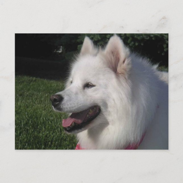 Pretty Sweet White Samoyed Dog Postcard (Front)
