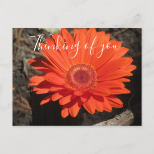 Pretty Thinking Of You Orange Gerbera Daisy Photo  Postcard