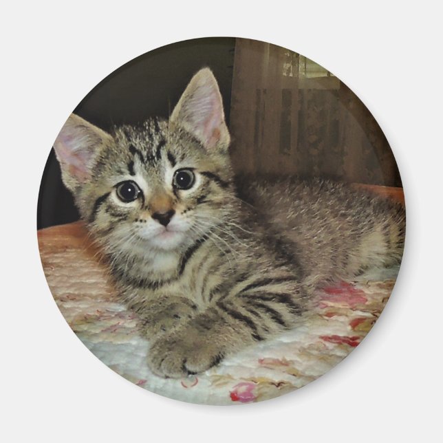 Pretty Tiger Kitten Magnet (Front)