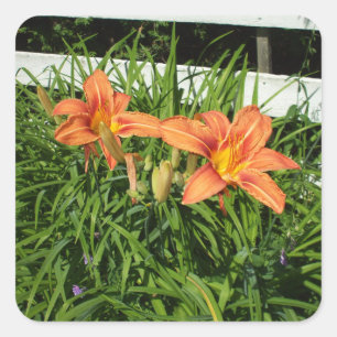 Pretty Tiger Lilies Beside Fence Square Sticker