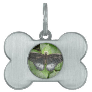 Pretty Tropical Butterfly and Flowers Pet Tag