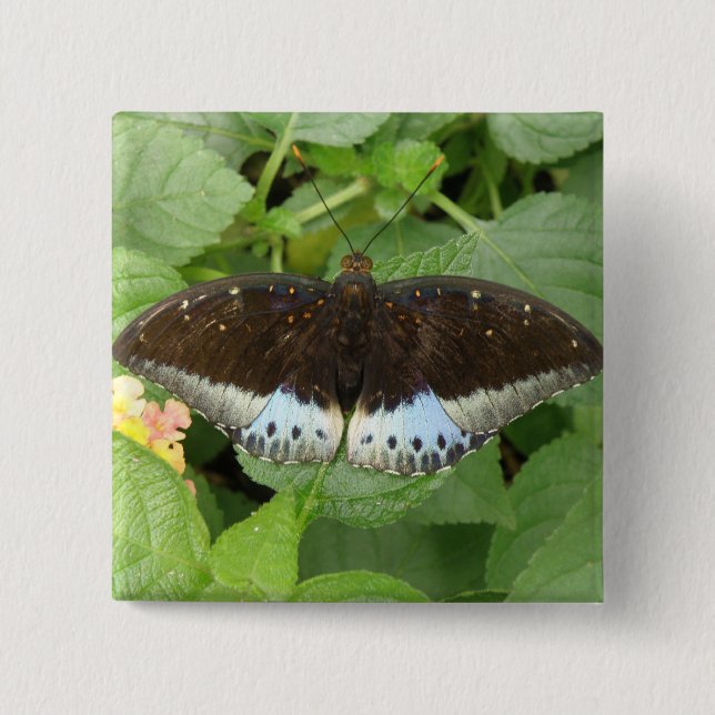Pretty Tropical Butterfly Button (Front)