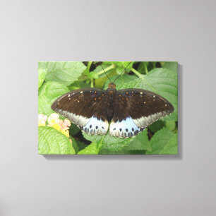 Pretty Tropical Butterfly Canvas Print
