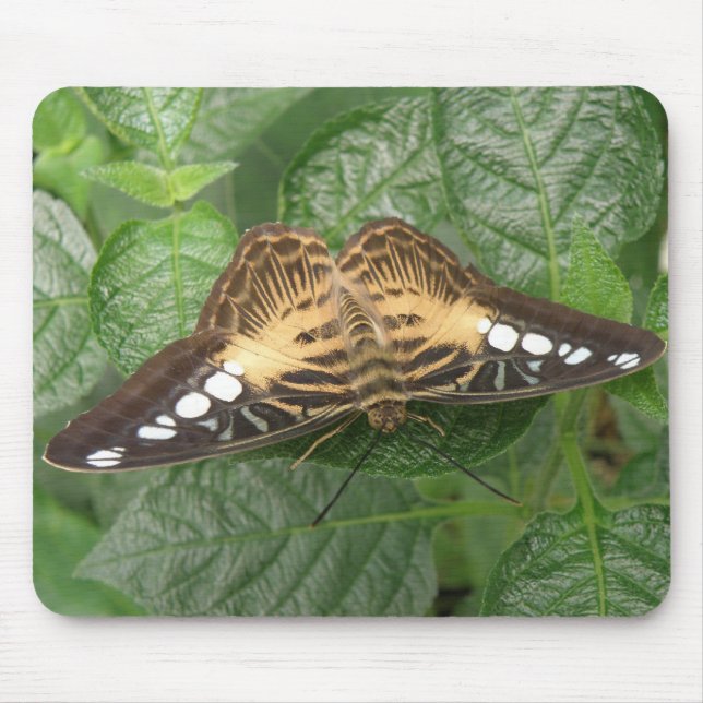 Pretty Tropical Clipper Butterfly Mousepad (Front)