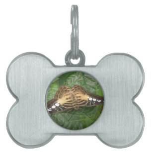 Pretty Tropical Clipper Butterfly Pet Tag