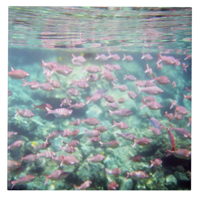 Pretty Tropical Fish Ceramic Tile (Front)