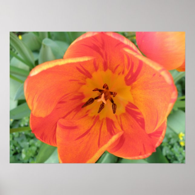 Pretty Tulip Print (Front)