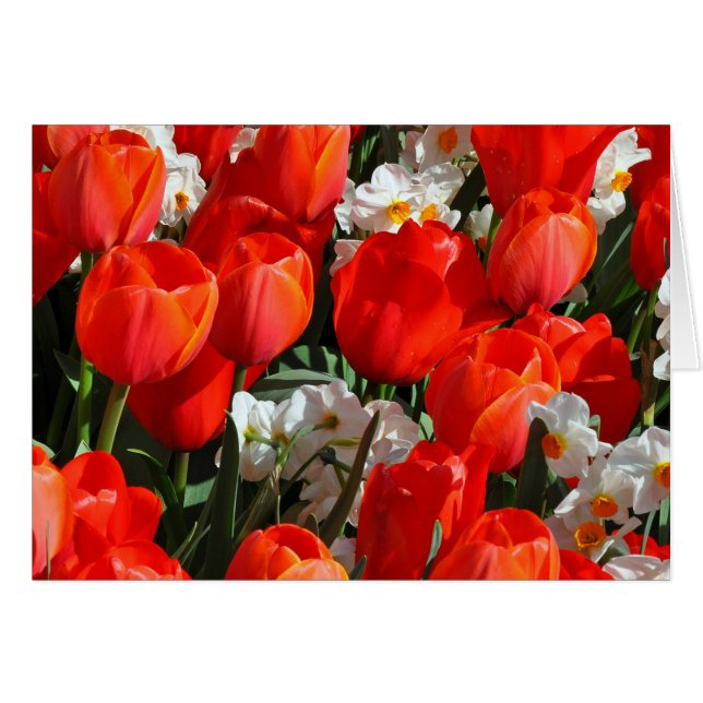 Pretty tulips and daffodils (Front Horizontal)