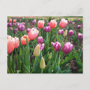 Pretty Tulips Postcard