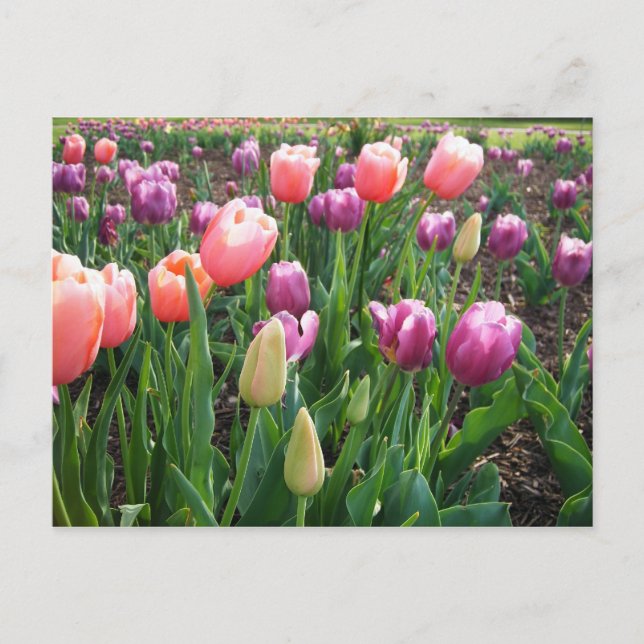 Pretty Tulips Postcard (Front)