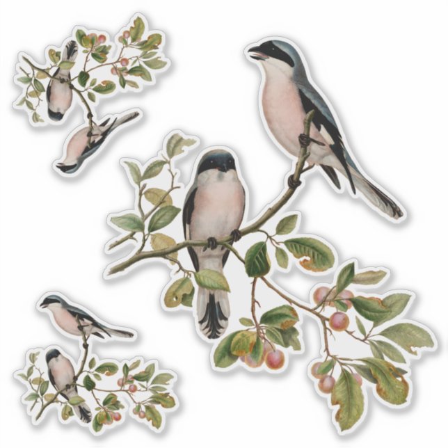 Pretty Vintage Birds In Red Berry Tree (Front)