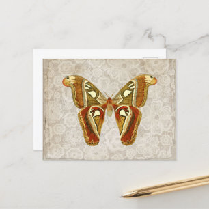 Pretty Vintage Moth Botanical Postcard