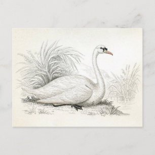 Pretty Vintage Swan Illustration Postcard