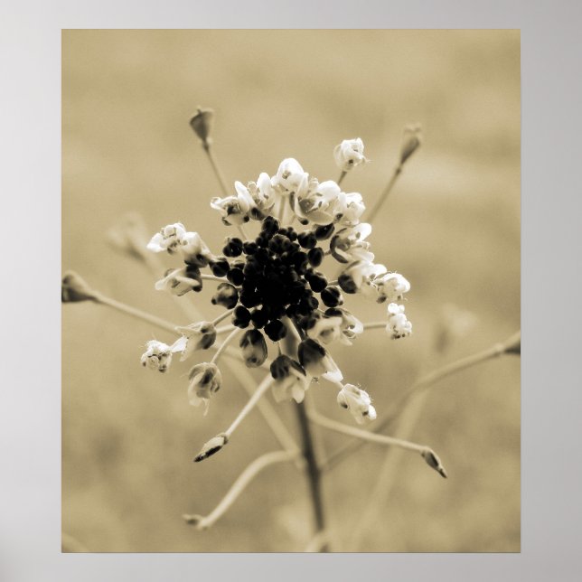 Pretty Weed Poster (Front)