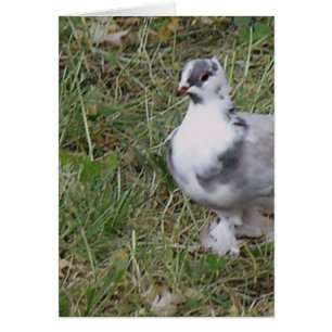 Pretty White and Grey Fancy Feather Footed Pigeon