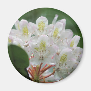 Pretty White Azalea Flower Photography Magnet