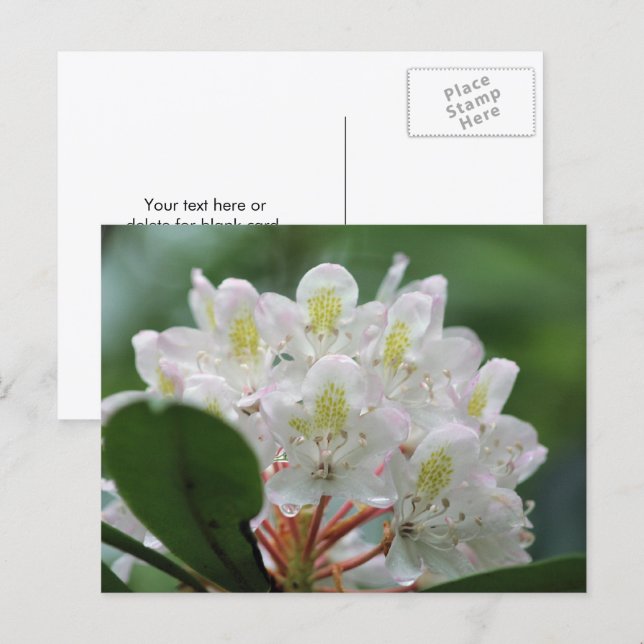 Pretty White Azalea Flower Photography  Postcard (Front/Back)