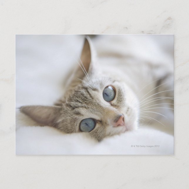 Pretty white cat with blue eyes laying on couch postcard (Front)