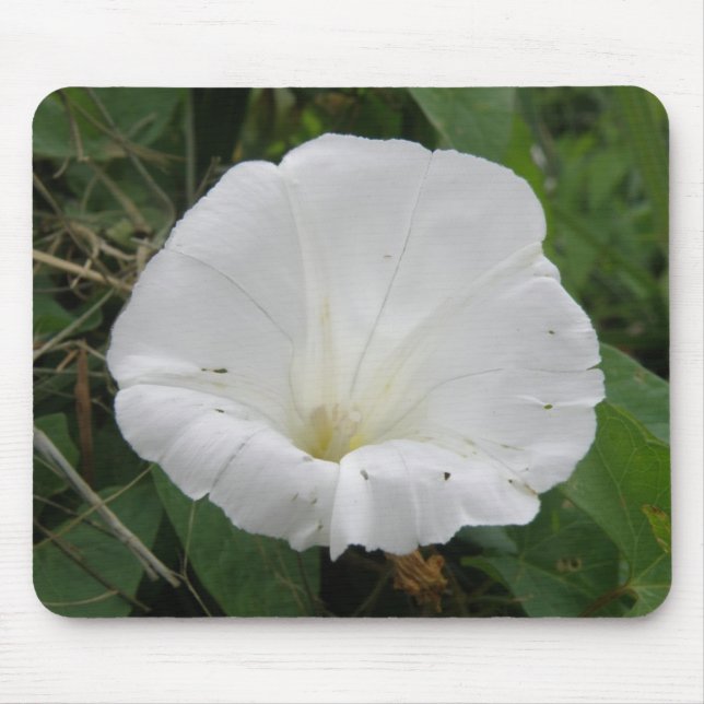 Pretty White Convolvulus Flower Mousepad (Front)
