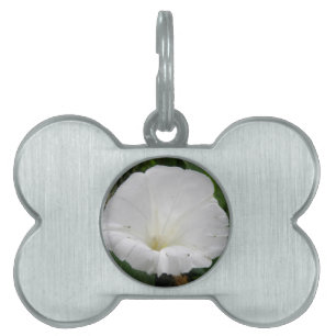 Pretty White Convolvulus Flower Pet Tag