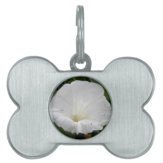 Pretty White Convolvulus Flower Pet Tag (Front)
