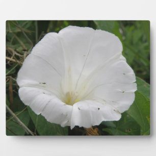 Pretty White Convolvulus Flower Plaque