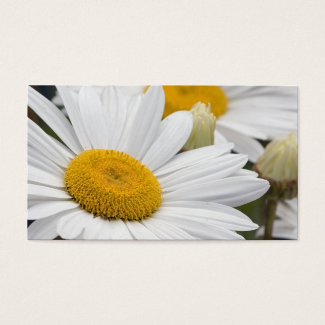 Pretty White Daisies (Front)