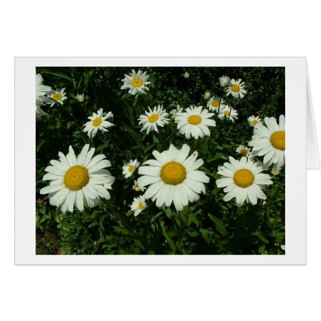 pretty white daisy flowers. (Front Horizontal)
