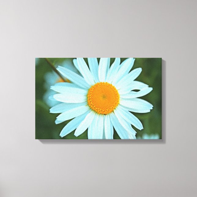 pretty white daisy flowers picture. canvas print (Front)