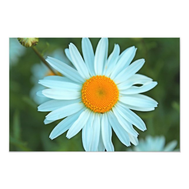 pretty white daisy flowers picture. photo print (Front)