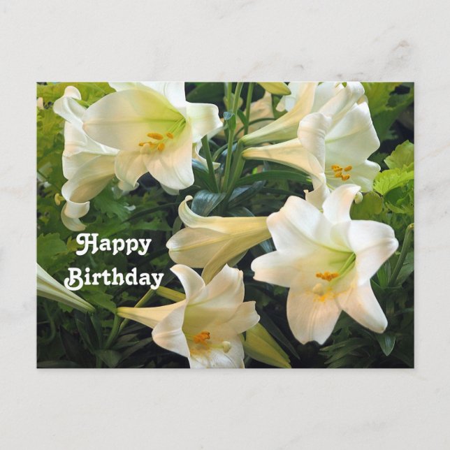 Pretty White Easter Lilies Floral Photo Birthday Postcard (Front)