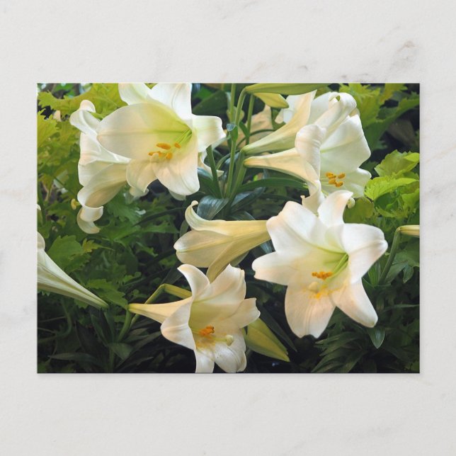 Pretty White Easter Lilies Floral Photo Postcard (Front)