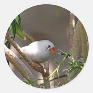 Pretty White Finch Photo Classic Round Sticker