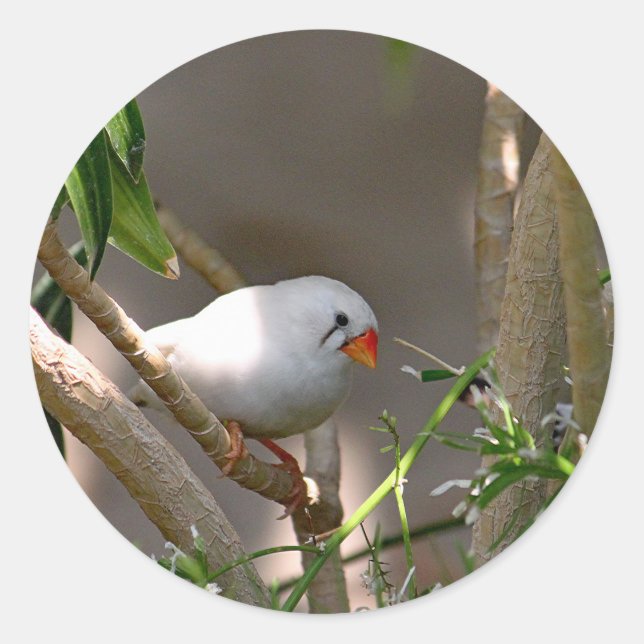 Pretty White Finch Photo Classic Round Sticker (Front)