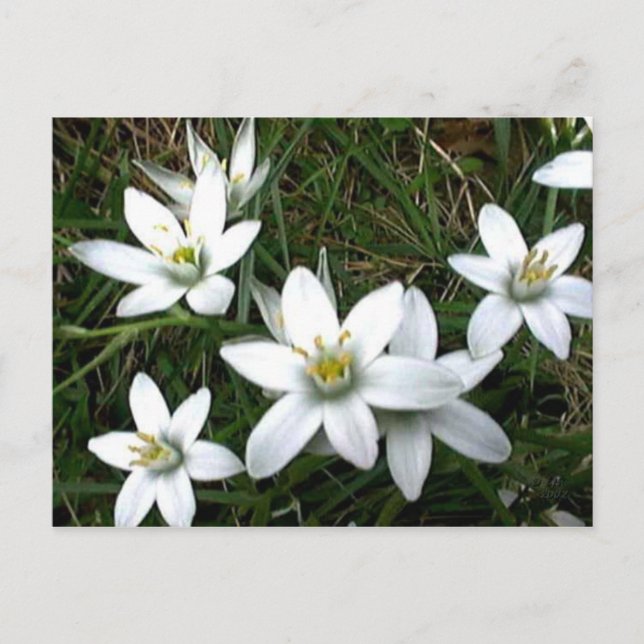 Pretty White Flowers Postcard (Front)