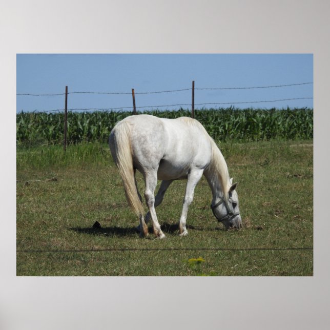 Pretty White Horse Eating in Field  on Farm Poster (Front)