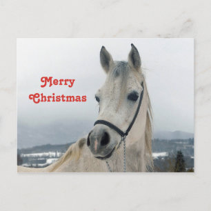 Pretty White Horse Photo Christmas Postcard
