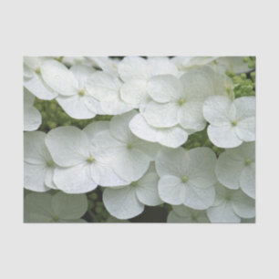 Pretty White Hydrangea Floral Photo Tissue Paper