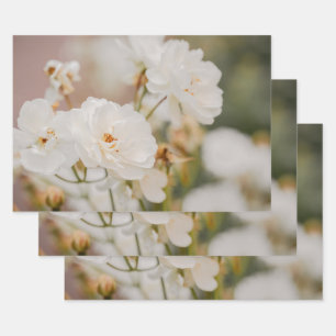 Pretty White Korbin Roses Real Botanical Photo Wrapping Paper Sheet