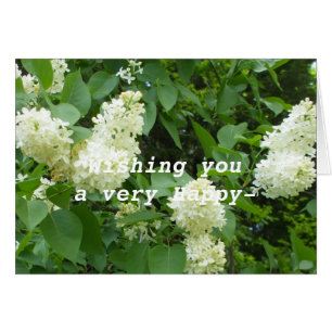 Pretty  White Lilac Bush