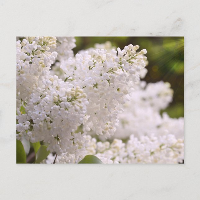Pretty White Lilacs Photo Postcard (Front)
