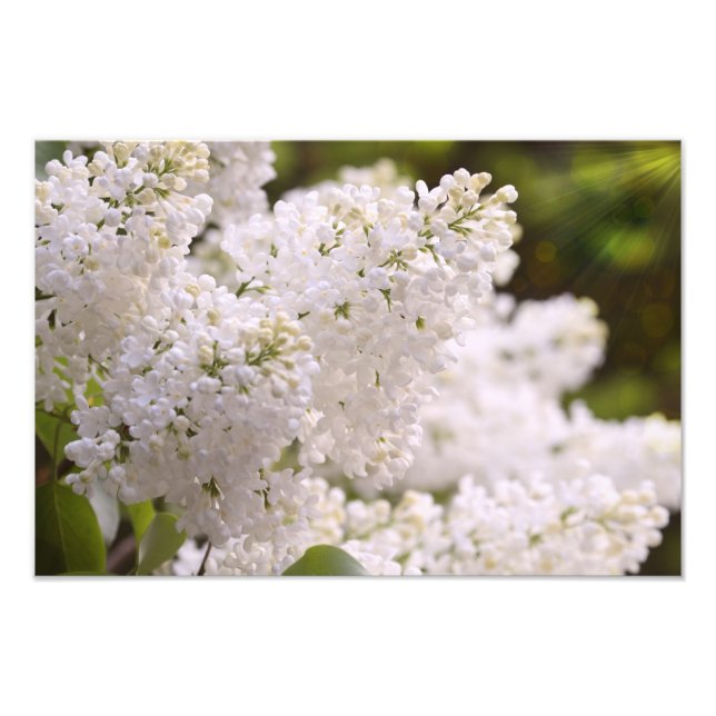 Pretty White Lilacs Photo Print (Front)