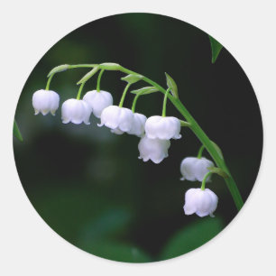 Pretty White Lily of the Valley Floral Photo Classic Round Sticker
