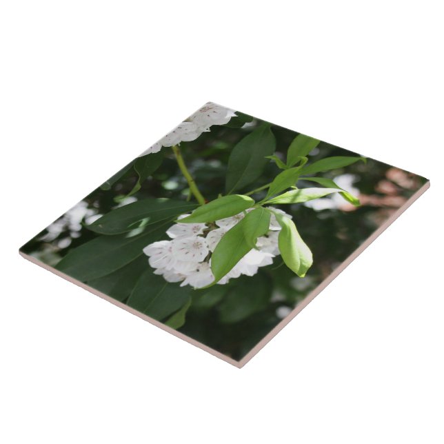 Pretty White Mountain Laurel Star Shaped Flowers Tile (Side)