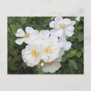Pretty White Roses Floral Photo Postcard