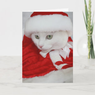 Pretty White Santa Kitty Holiday Card
